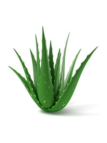 Huile  Aloe Véra