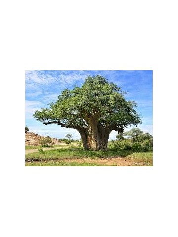 Huile de Baobab Bio